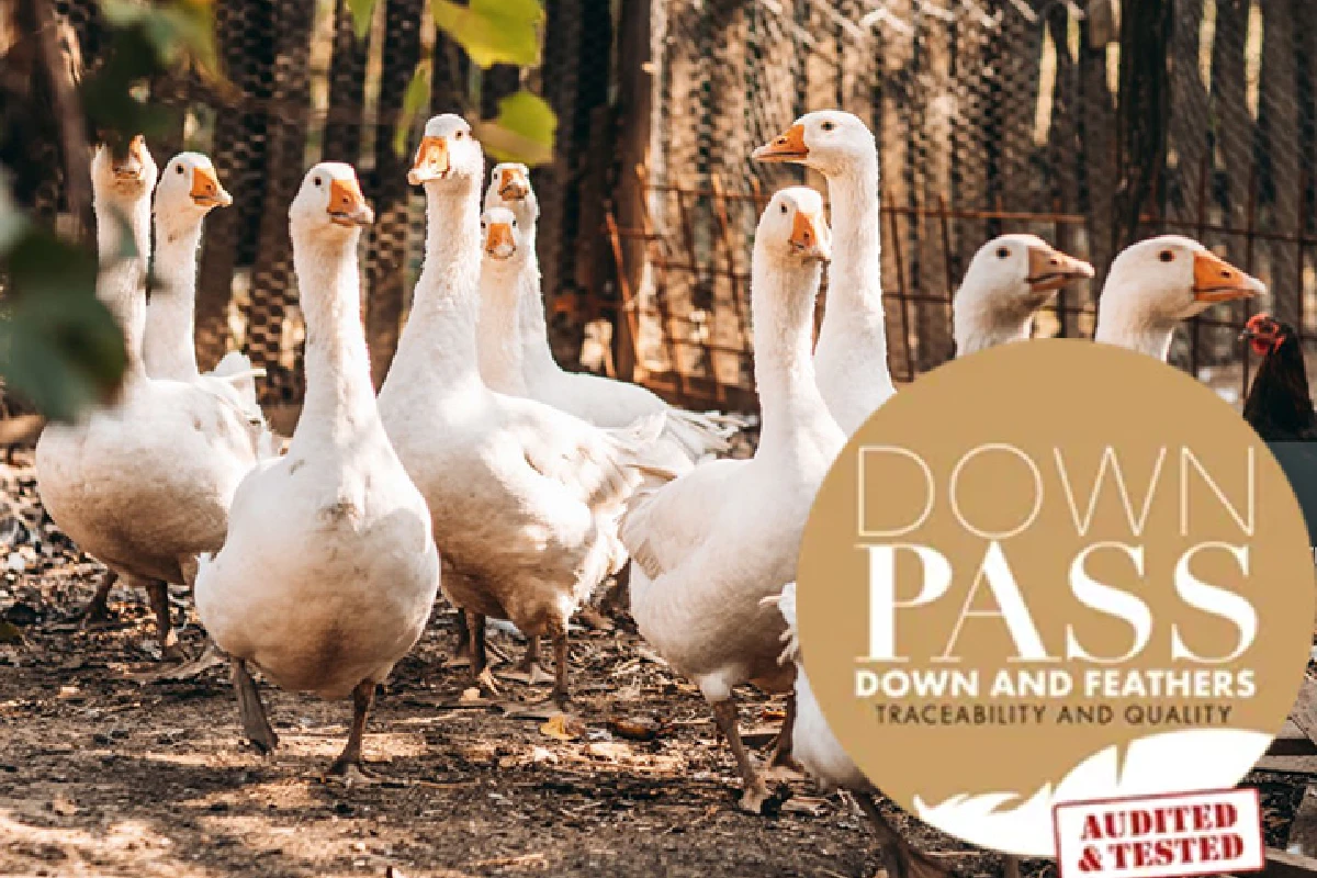 Ganzendons met Downpass-keurmerk