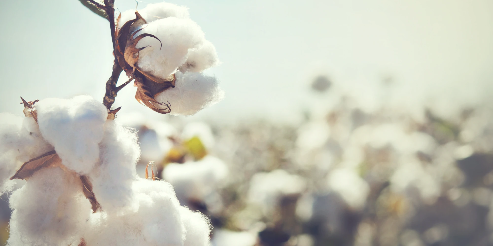 Langstapelig katoen plant